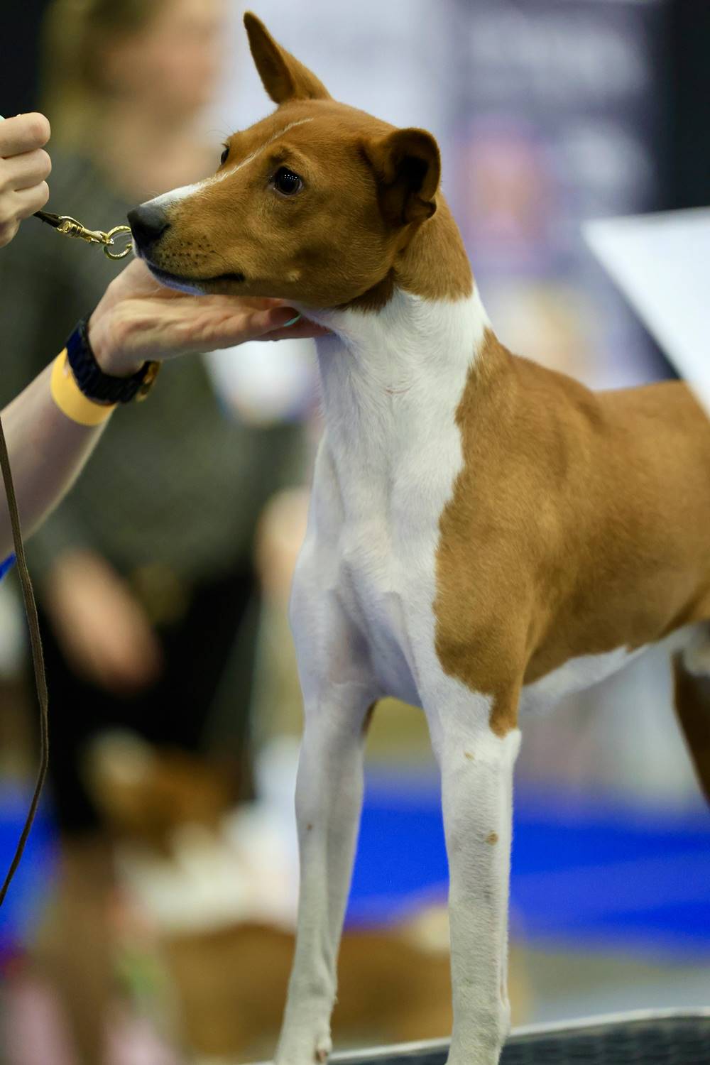 Basenji na wystawie psów rasowych.